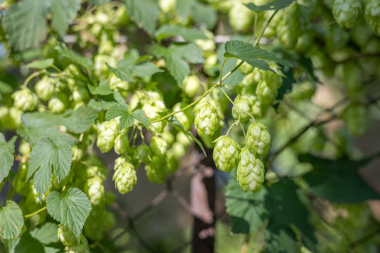 Close-up of green hop cones growing on climbing plant in sunlight with blurred background