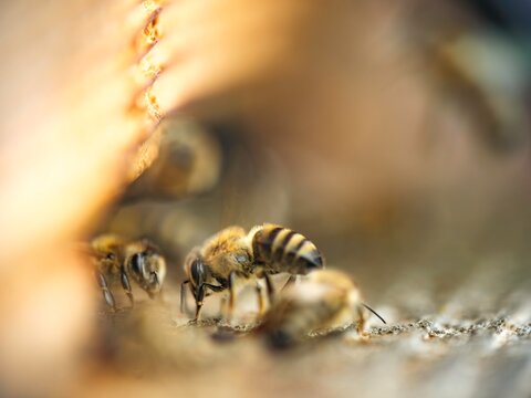 Honeybees lingering at hive entrances during collapse reveal an urgent ecological crisis, threatening global agriculture and the fragile future of wild pollinators