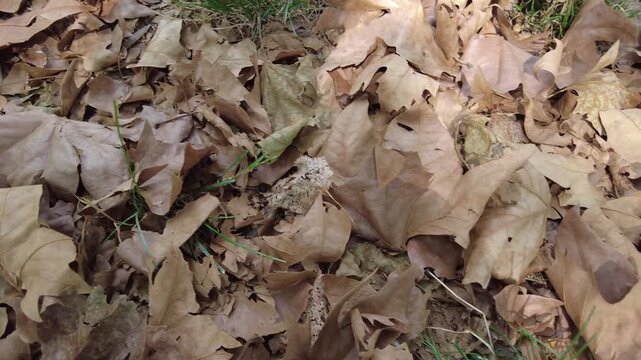 Milan, Italy, an early autumn , dry leaves are falling from the trees due to drought and an excessively hot summer. Global warming and climate change in the city park - aridity 