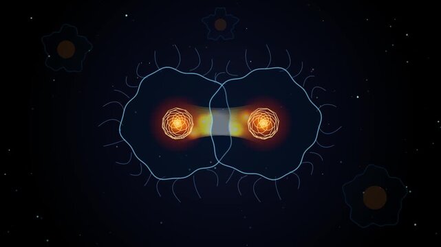 Abstract biological cell division process with glowing nuclei in a dark environment 4k video