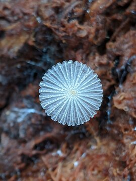 Tiny disc-shaped mushroom fungus with radial ridges, displaying intricate symmetry and natural texture on forest floor.