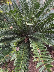 Fototapeta premium Dense Green Spiny Foliage with Geometric Leaf Pattern
