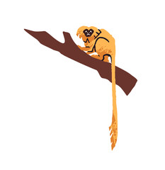 Fototapeta premium Cute little monkey sits on a branch and relaxes. Funny Golden Lion tamarin has a rest on a tropical tree. Marmoset of jungle. Rainforest animal. Flat isolated vector illustration on white background
