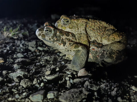 Couple of European Green Toad (Bufotes viridis viridis) in amplexus on a gravel path in the dunes at night, side view, Catanzaro, Italy 