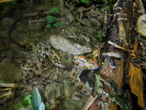 Couple of European Green Toad (Bufotes viridis viridis) in amplexus in shallow water, at night, Catanzaro, Italy 