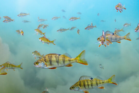 European Perch in Clear Turquoise Lake Water