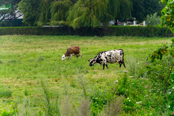 Spotted two cows grazing on meadow at French city of Bayeux on a summer day. Photo taken July 15th, 2026, Bayeux, Normandie, France. © Michael Derrer Fuchs