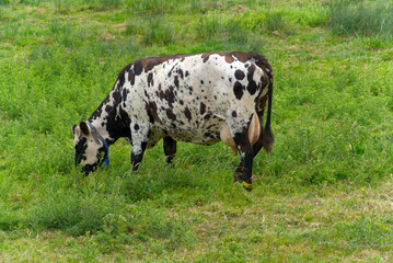 Spotted cow grazing on meadow at French city of Bayeux on a summer day. Photo taken July 15th, 2026, Bayeux, Normandie, France. © Michael Derrer Fuchs