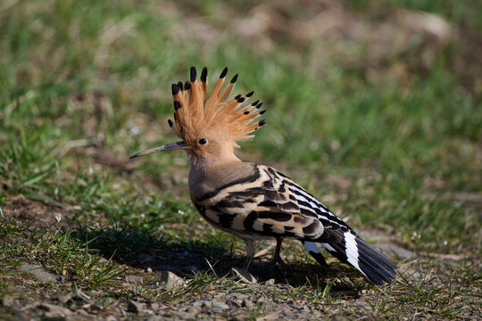 Close up of a beautiful common hoopoe (Upupa epops) foraging on the ground in springtime