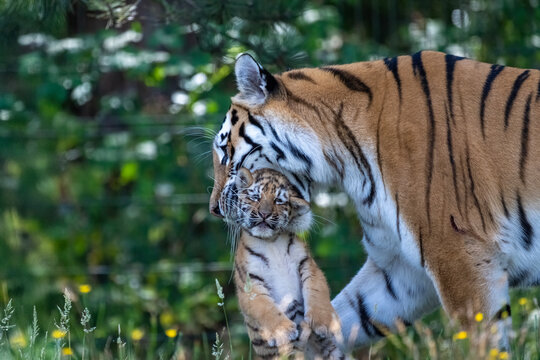 Majestic Siberian tiger mother carrying her small newborn cub in her mouth in the forest wild cat family concept
