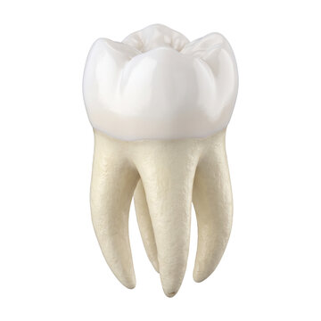 Detailed three dimensional render of a clean human molar tooth featuring a glossy enamel crown with defined anatomical cusps and multiple realistic root channels for dental care representation