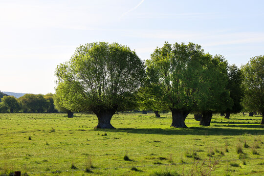The Salamanca pastureland, fields of holm and cork oaks and grass in Castile and Leon, Spain