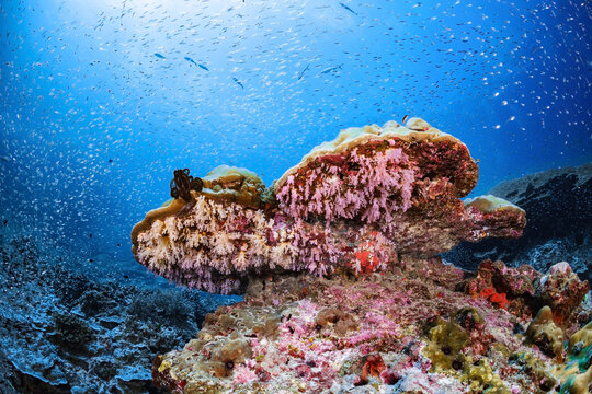 Sea Fan Hard Coral Garden Underwater Stone Forest Wildlife Small Fishes Sanctuary Marine Life Biodiversity Tree Plants Habitat Ocean Floor Deep Blue Sea