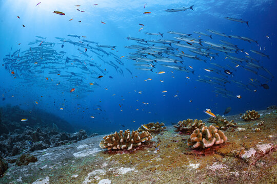 Groups of Giant Barracuda Fishes School Swimming in Circle Vortex Cyclone Pattern Underwater Saltwater Sea Ocean Floor Hard Coral Stone Reefs