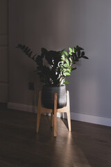Potted Zamioculcas ZZ plant on wooden stand with glossy green leaves illuminated by sunlight, dramatic shadows and warm natural light across dark wooden floor © Kira_Yan