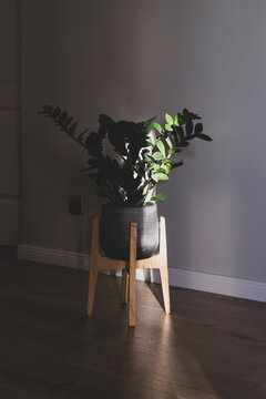 Potted Zamioculcas ZZ plant on wooden stand with glossy green leaves illuminated by sunlight, dramatic shadows and warm natural light across dark wooden floor