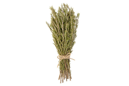Fresh bundle of aromatic rosemary sprigs tied with natural twine, presented vertically on a clean white background
