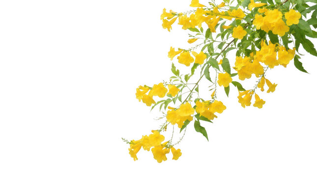Yellow tecoma stans flowers isolated on transparent background