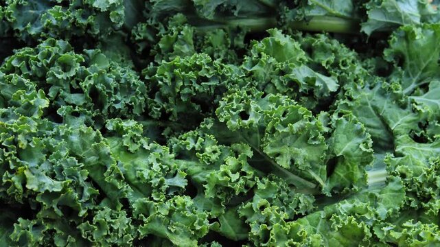Fresh Kale Leaves in Natural Light