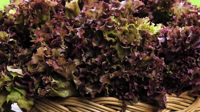 Fresh red oak lettuce arranged in a woven basket