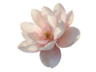 Light pink magnolia flowers, seamless border of spring blossom. Floral watercolor blush pink Png transparent background. A flower that's famous for its fragrant and elegant scent. © Betric