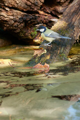 Great Tit (Parus major), vertical, posing next to a pool © Stephen