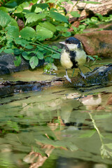 Great Tit (Parus major) drinking in reflecting pool © Stephen