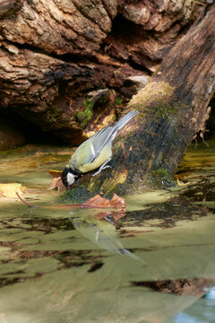 Great Tit (Parus major) drinking in a reflecting pool