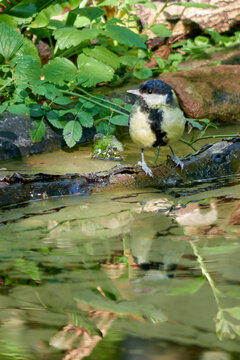 Great Tit (Parus major) drinking in reflecting pool