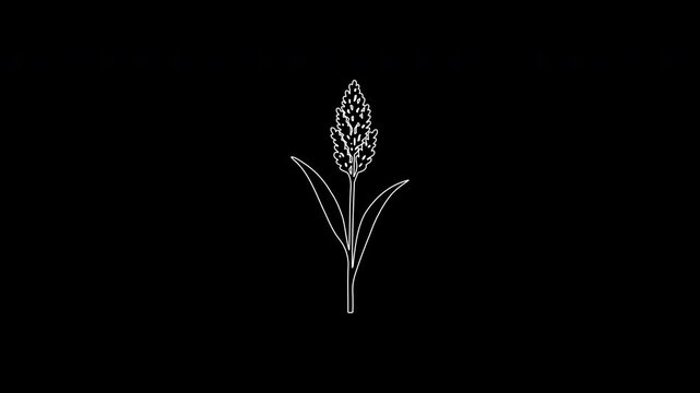 Sorghum cereal grain plant growing animation