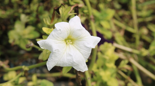 Beautiful White Petunia Flower | White Petunia Plant, Care, Beauty & Gardening Tips
