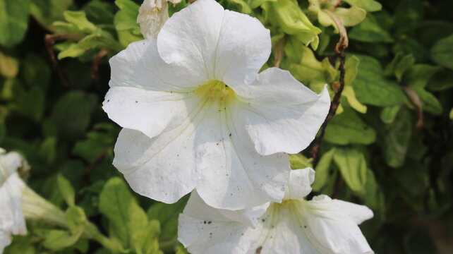 Beautiful White Petunia Flower | White Petunia Plant, Care, Beauty & Gardening Tips
