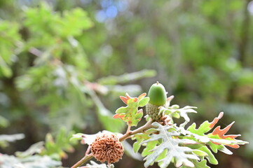 acorn hanging from a tree oak leaf background nature summe © pedro