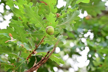 acorn hanging from a tree oak leaf background nature summe © pedro