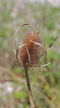 Dry prickly teasel seed head close-up standing in a field on a bright sunny day, displaying detailed spiky needles and natural brown tones of a dried plant in summer nature scene.