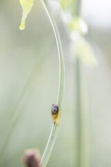 Succinea putris. Shellfish. Snail on a stem. Mollusk   © Liubov Kartashova