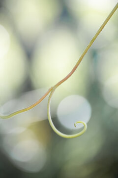 Grape tendril. Captive to the green tendril. Natural geometry. 