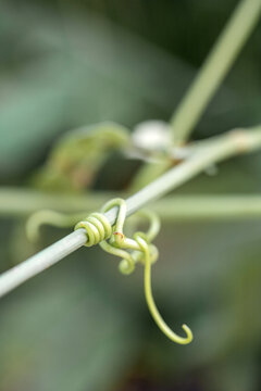 Grape tendril. Captive to the green tendril. Natural geometry. Hugs