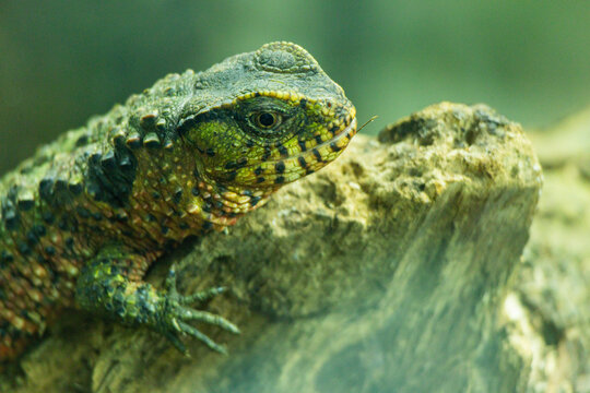 Gila monster in the Singapore Zoo
