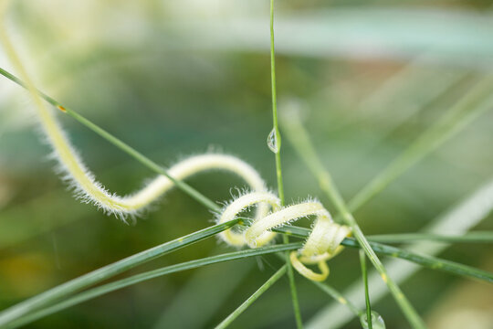 Grape tendril. Captive to the green tendril. Natural geometry. Hugs