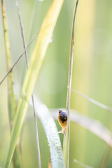 Succinea putris. Shellfish. Snail on a leaf. Mollusk   © Liubov Kartashova