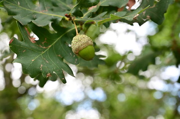 acorn hanging from a tree oak leaf background nature summe © pedro