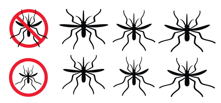 Attention West nile virus, infected mosquito. A mosquito-borne virus from the Flavivirus family, house mosquito Culex pipiens. Humans and other mammals, such as horses, are so-called dead-end hosts.
