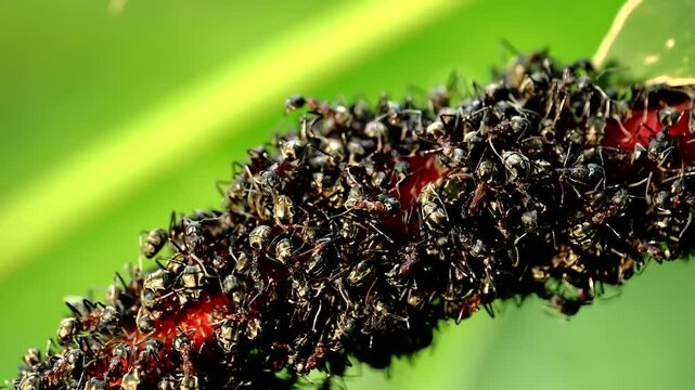 A close-up of ants interacting with aphids on a plant, highlighting the symbiotic relationship