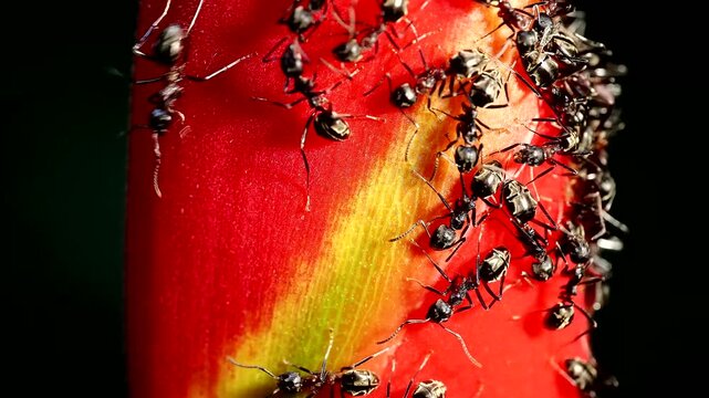 A close-up of ants interacting with aphids on a plant, highlighting the symbiotic relationship