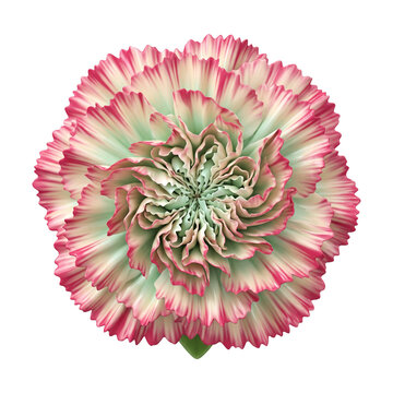 Pink and pale green carnation flower in full bloom featuring layered ruffled petals and a smooth detailed texture, viewed directly from above in a modern digital art style