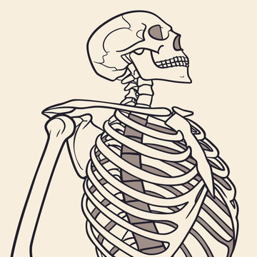 Line of a human skeleton showing the rib cage, skull, and shoulder bones in a profile view on a light cream background