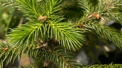 green pine needles © Artanfi