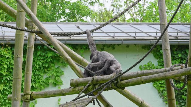 Family of Silvery gibbon, Hylobates moloch. The silvery gibbon ranks among the most threatened species.