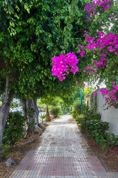 Sentiero urbano tra alberi e fiori rosa